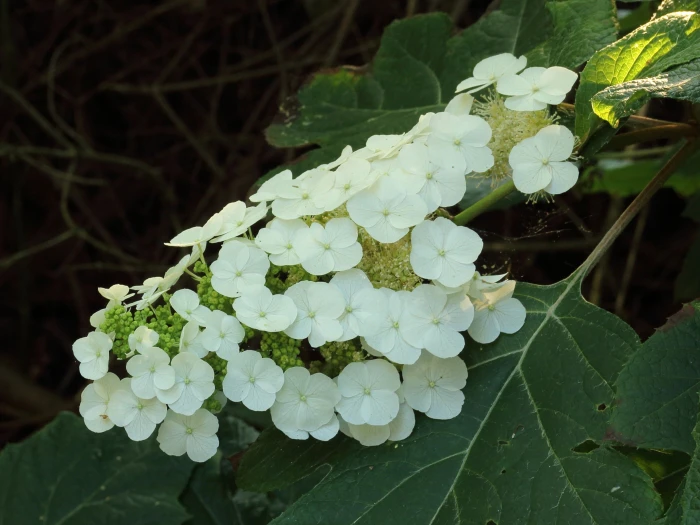 Hydrangea quercifolia image