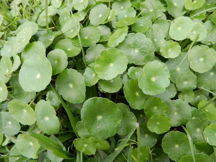 Hydrocotyle verticillata image