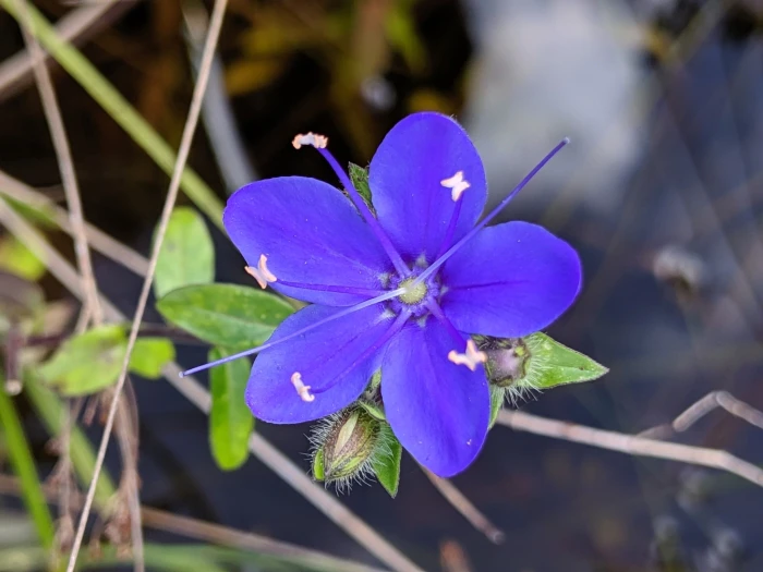 Hydrolea corymbosa image
