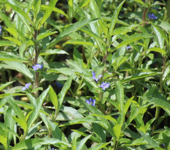 Hydrolea quadrivalvis image