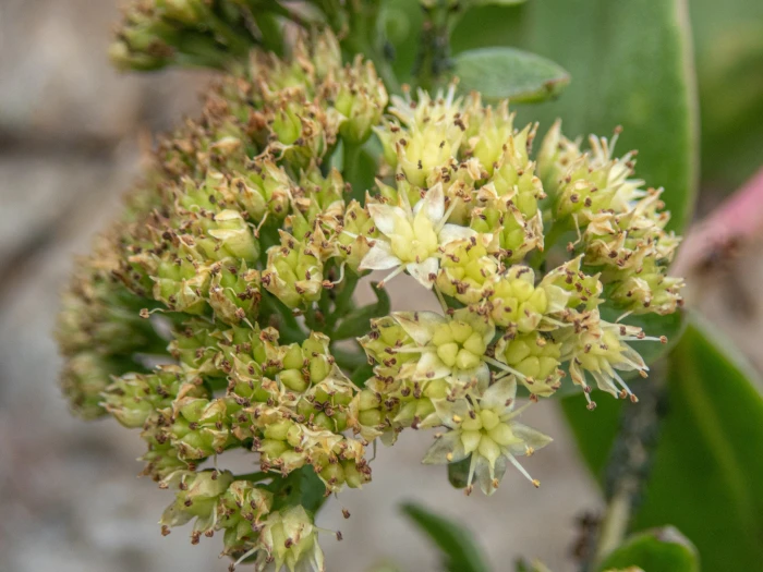 Hylotelephium maximum image