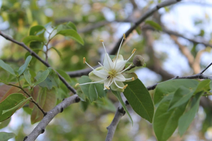 Hymenaea courbaril image
