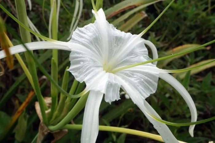 Hymenocallis latifolia image