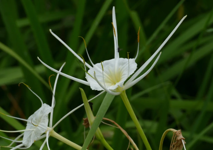 Hymenocallis liriosme image