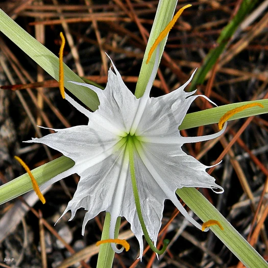 Hymenocallis palmeri image