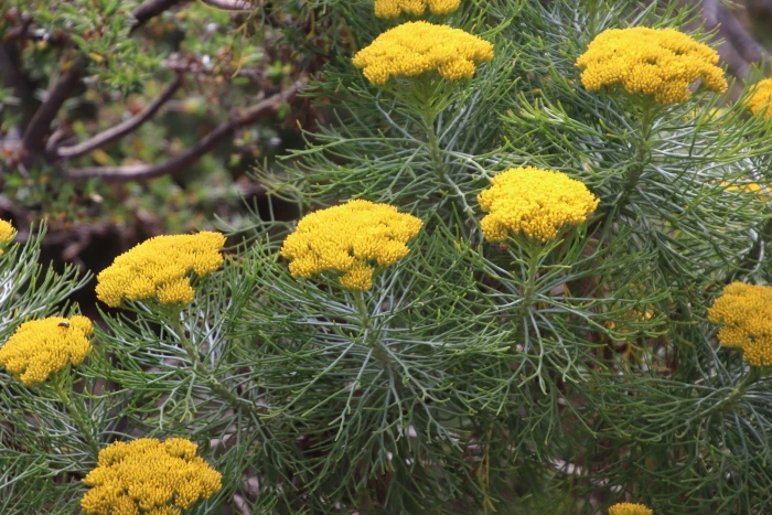 Hymenolepis crithmifolia image