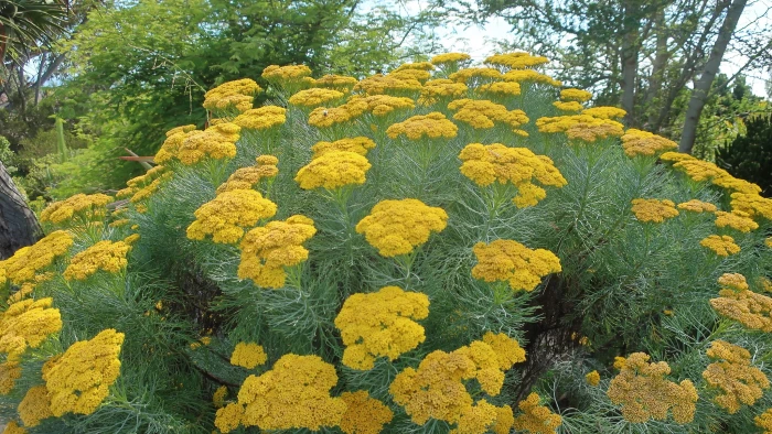 Hymenolepis parviflora image