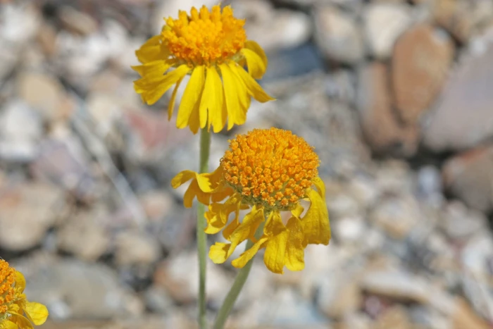 Hymenoxys cooperi image