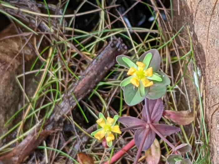 Hypericum boreale image