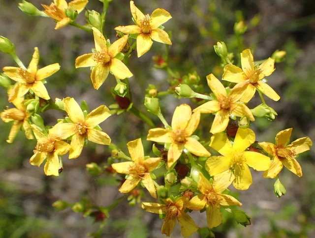 Hypericum cistifolium image