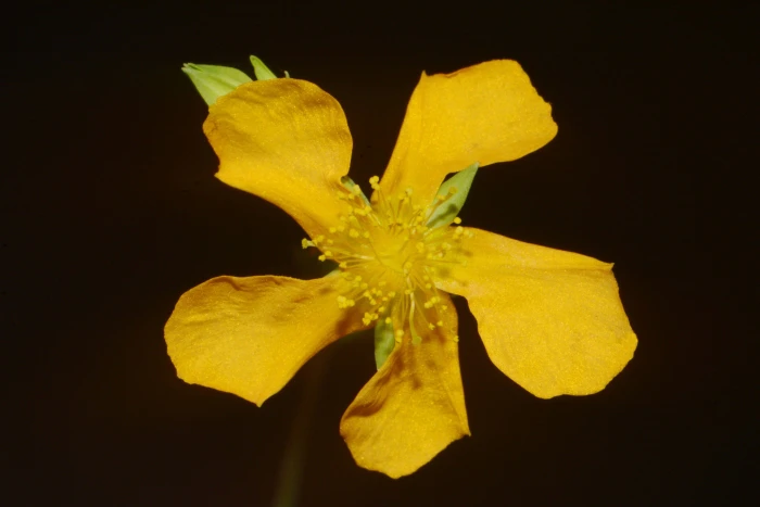 Hypericum denticulatum image