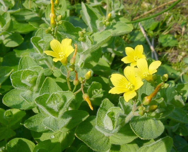 Hypericum elodes image