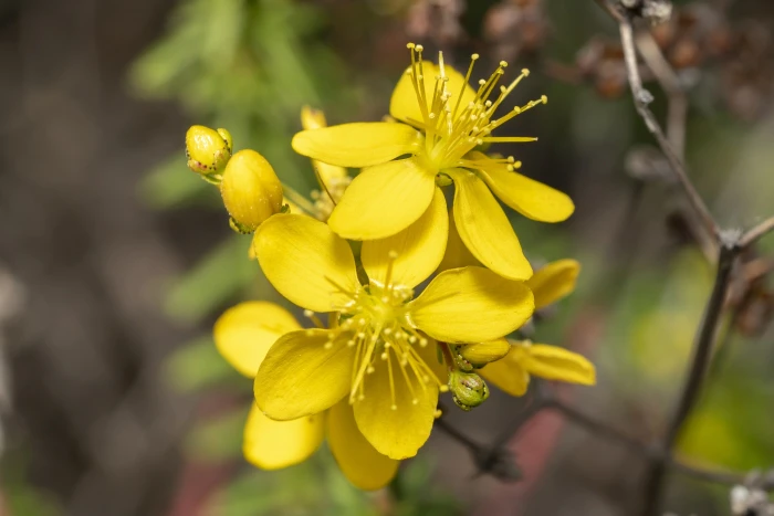 Hypericum empetrifolium image