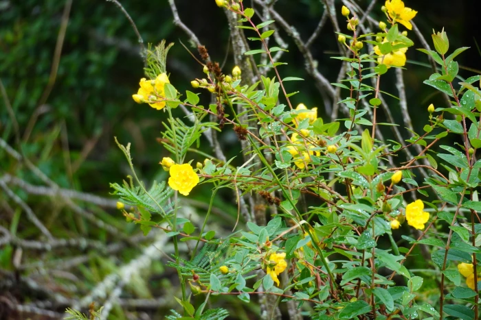 Hypericum forrestii image