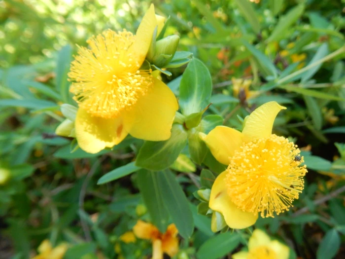 Hypericum frondosum image