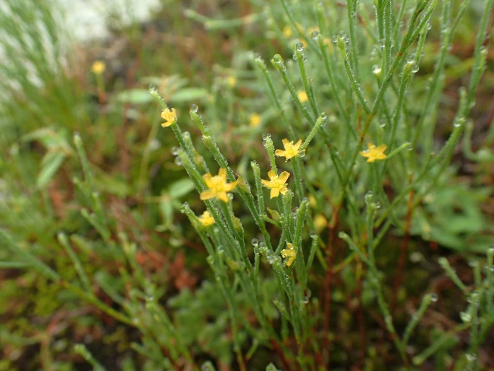 Hypericum gentianoides image