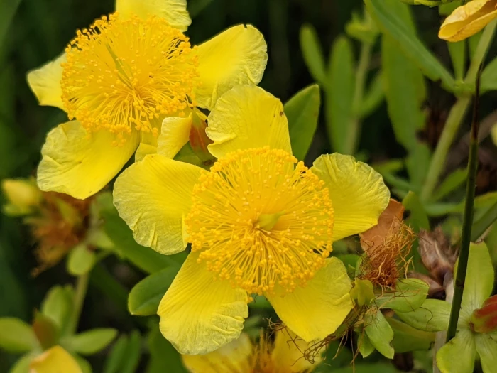 Hypericum kalmianum image