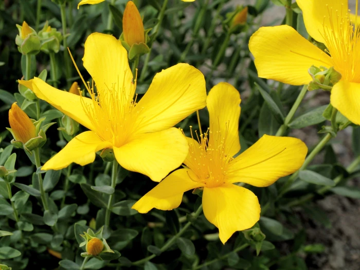 Hypericum olympicum image