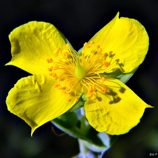 Hypericum tetrapetalum image