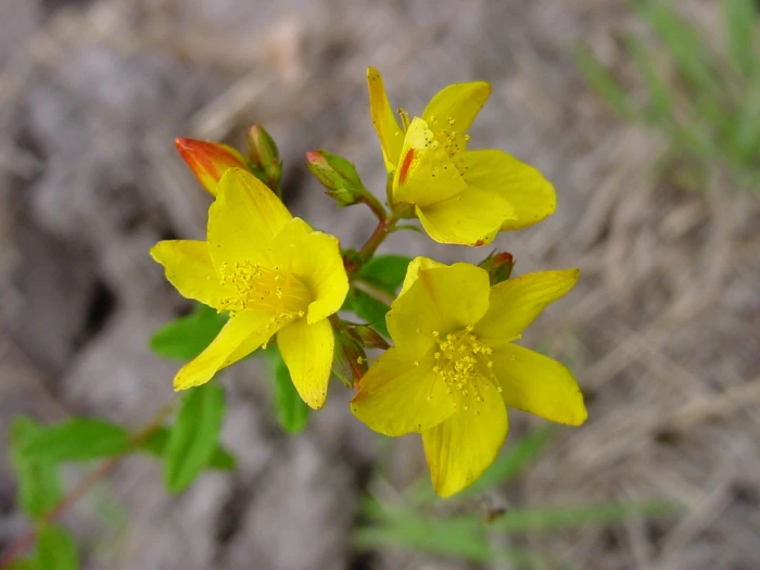 Hypericum tetrapterum image