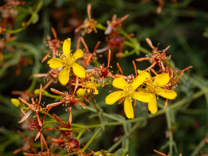 Hypericum triquetrifolium image