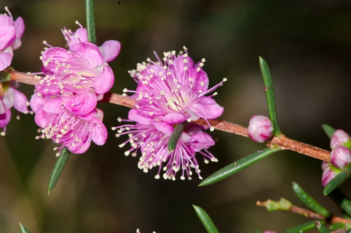 Hypocalymma robustum image