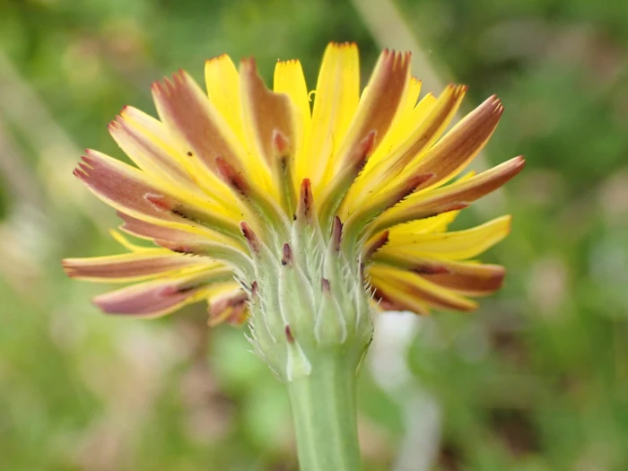 Hypochaeris radicata image