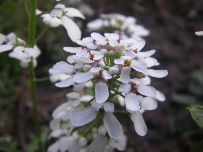 Iberis amara image