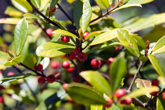Ilex ×attenuata image
