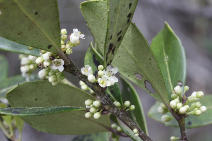 Ilex coriacea image