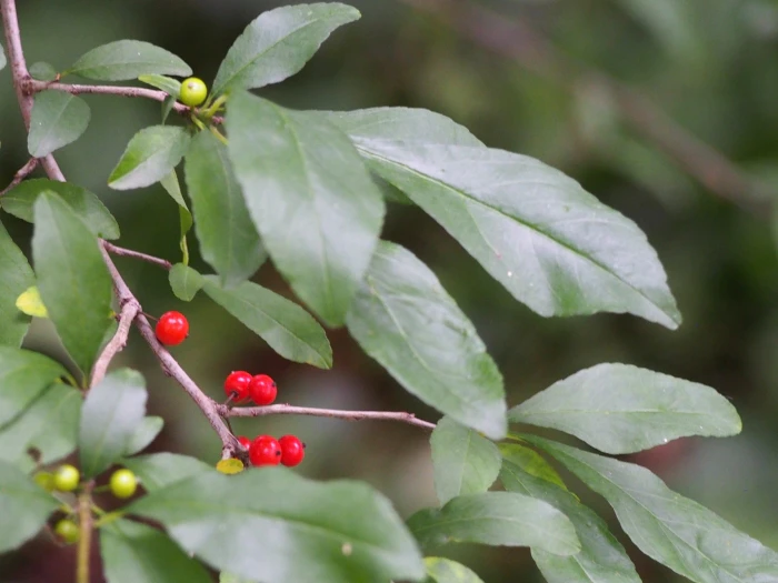 Ilex decidua image