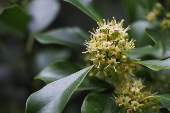 Ilex integra image
