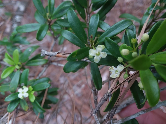 Ilex myrtifolia image