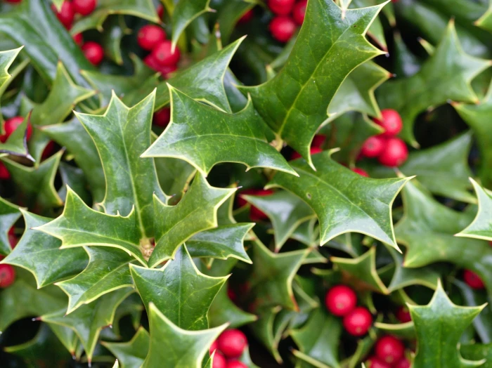 Ilex opaca image