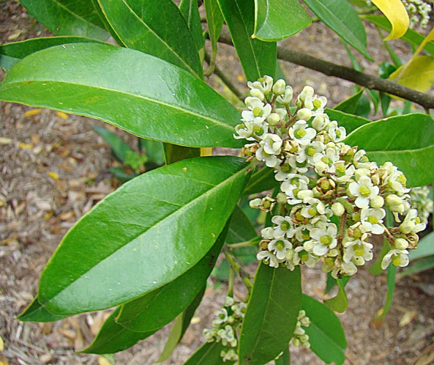 Ilex paraguariensis image