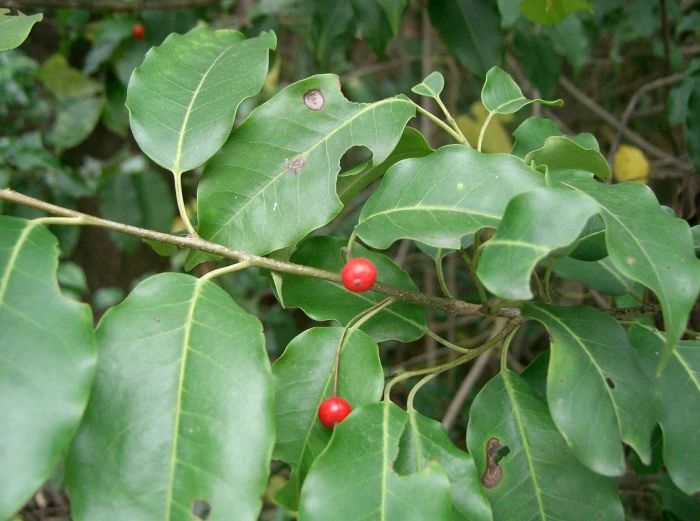 Ilex pedunculosa image