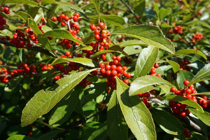 Ilex serrata image