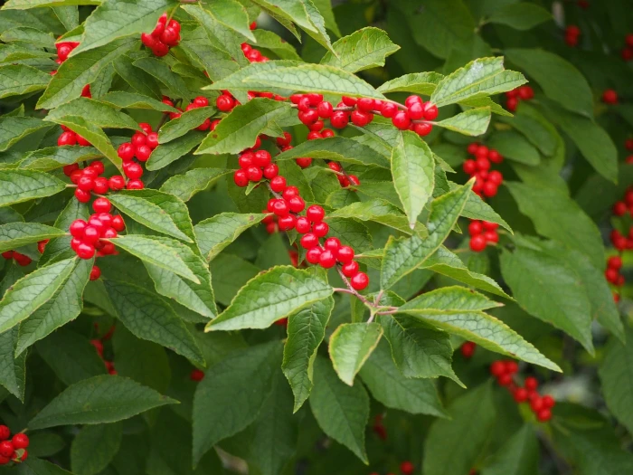 Ilex verticillata image