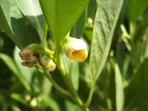 Illicium parviflorum image