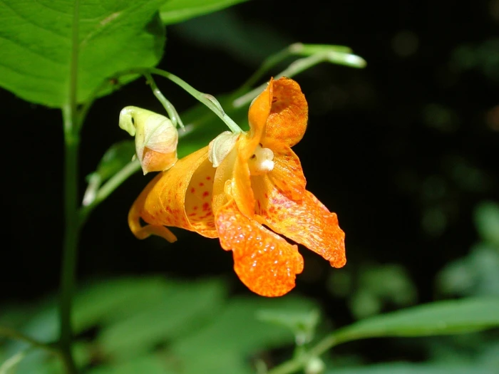 Impatiens capensis image