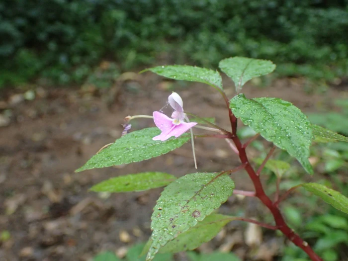 Impatiens hochstetteri image