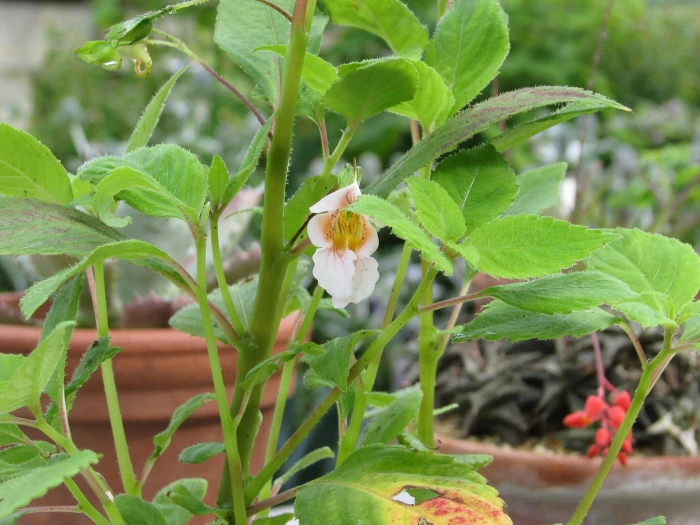 Impatiens oxyanthera image