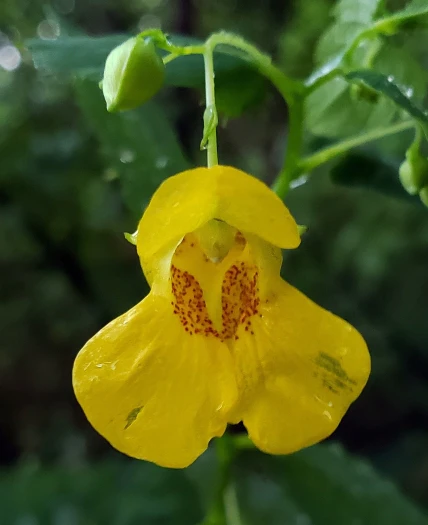Impatiens pallida image