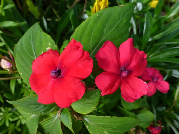 Impatiens walleriana image