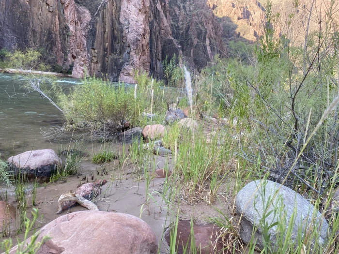 Imperata brevifolia image