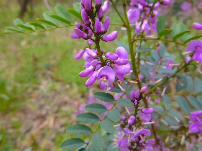 Indigofera australis image
