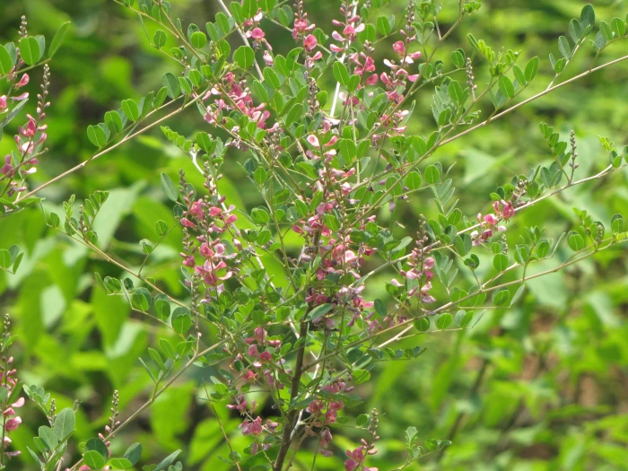 Indigofera bungeana image