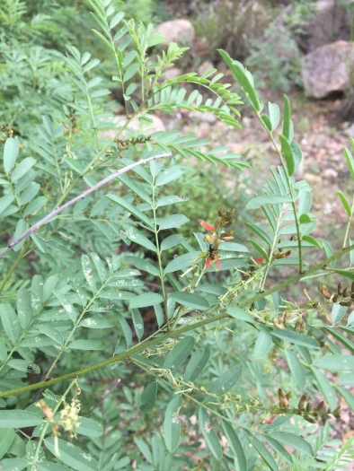 Indigofera sphaerocarpa image