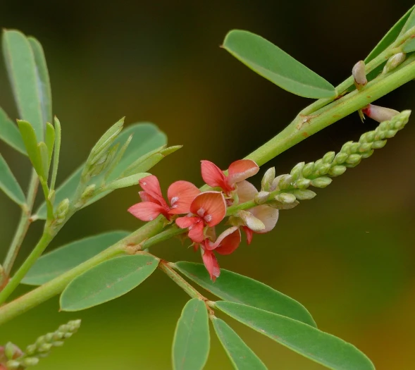 Indigofera suffruticosa image