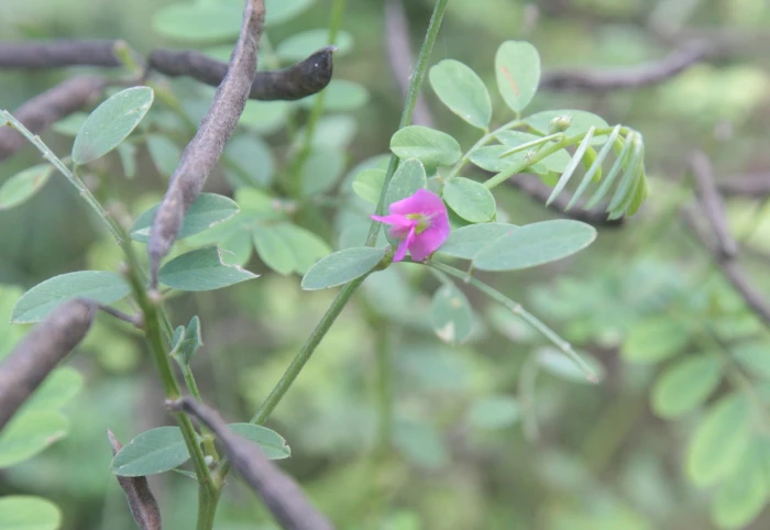 Indigofera tinctoria image